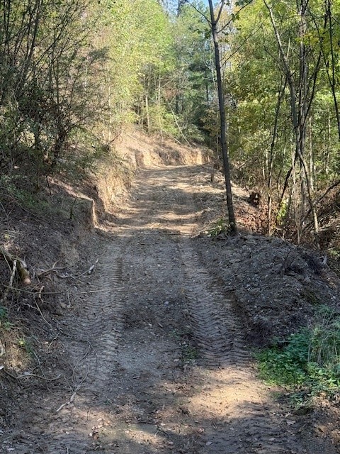 lesni cesta
